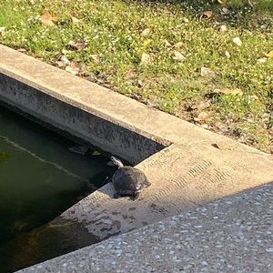 CUTE EMO PANTS IN GHE SHAPE OF TURTLE